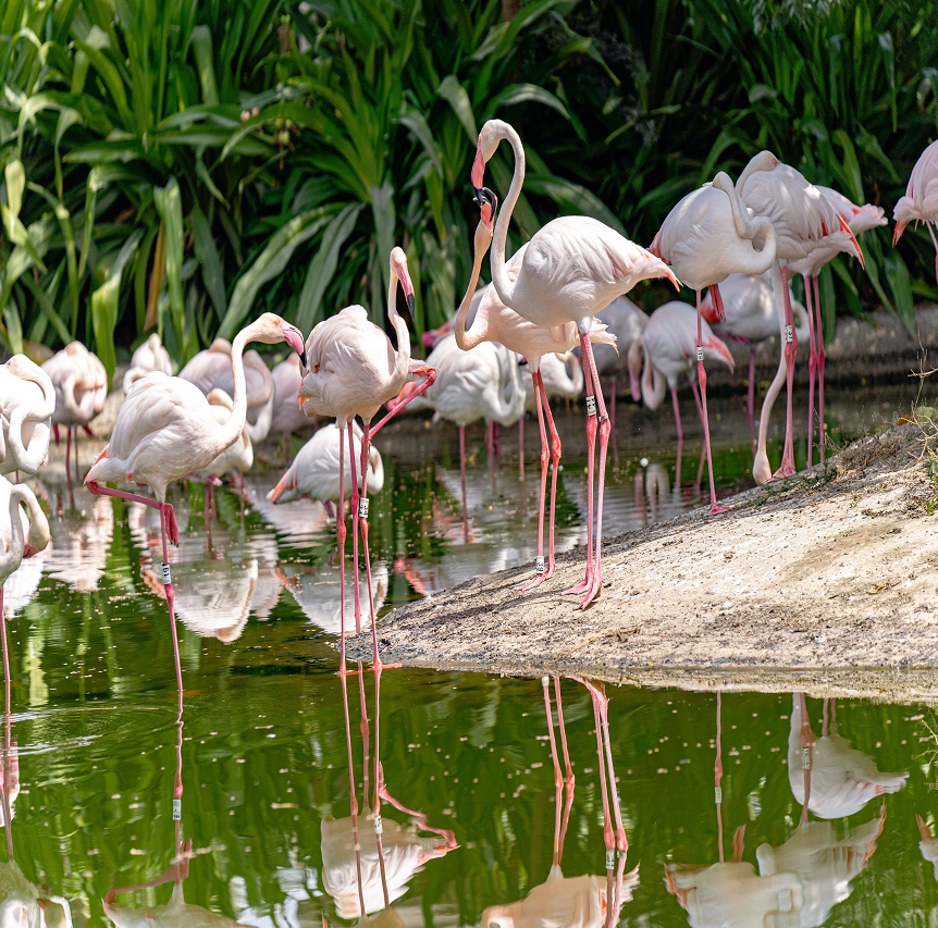 Ras Al Khor Wildlife Sanctuary dubai